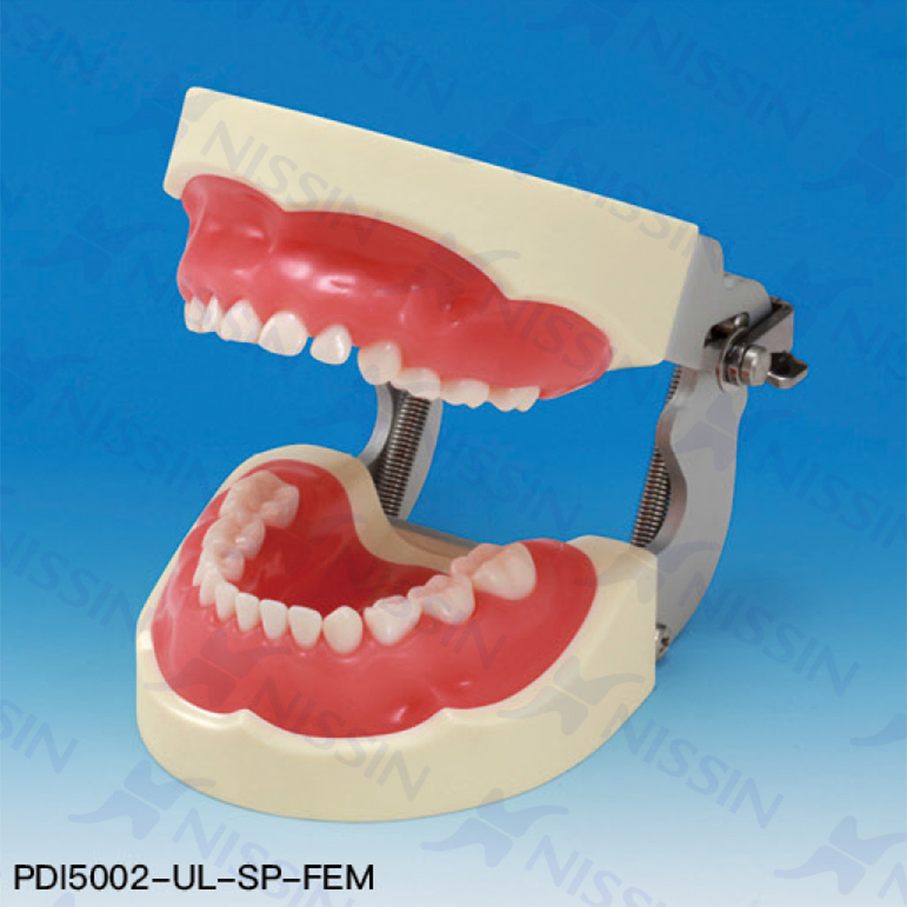 乳牙實習(xí)模型
