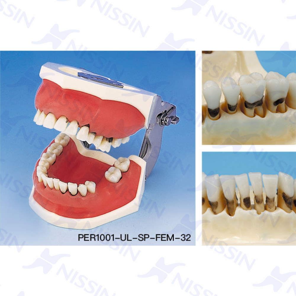 牙周外科實(shí)習(xí)模型