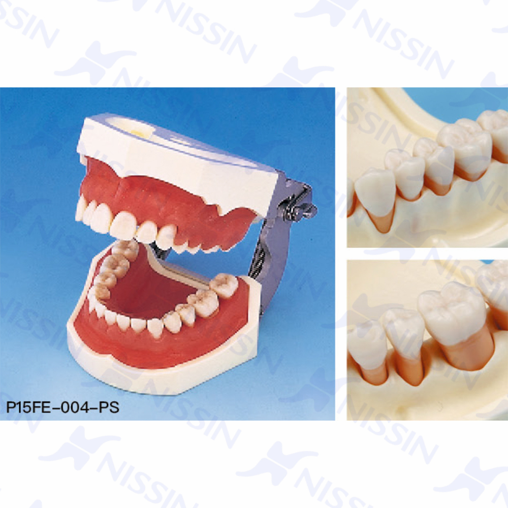 牙周外科實(shí)習(xí)用牙列模型