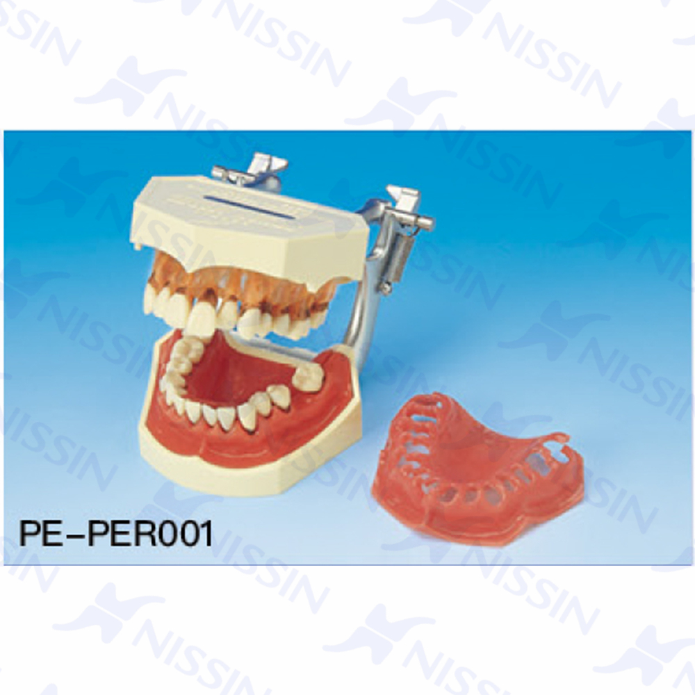 牙周病模型